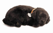 blacklab.jpg