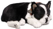 bostonterrierpuppy.jpg