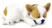 chihuahua.jpg