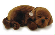 chocolatelab.jpg