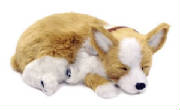 corgie.jpg