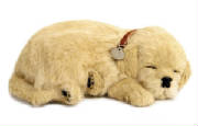 goldenretriever.jpg