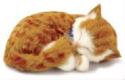 orangetabby.jpg