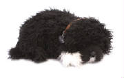 portuguesewaterdog.jpg