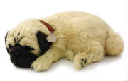 pug.jpg