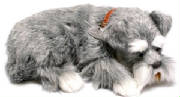 schnauzerpuppy.jpg