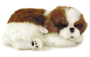 shihtzu.jpg