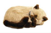 tansiamese.jpg