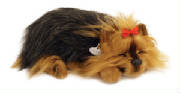 yorkie.jpg